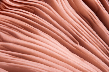 The texture of the mushroom plate close-up, macro