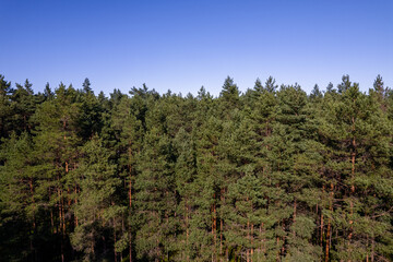 Drone aerial shot of green pine forests and spring birch groves with beautiful texture of golden treetops. Sunrise in springtime. Sun rays breaking through trees in mountains in golden time