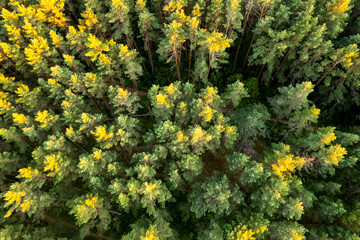 Drone aerial shot of green pine forests and spring birch groves with beautiful texture of golden treetops. Sunrise in springtime. Sun rays breaking through trees in mountains in golden time