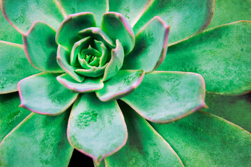 Succulent cactus background. Peacock echeveria plant. Close up of green succulent cactus leaves...