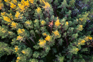 Fototapeta na wymiar Drone aerial shot of green pine forests and spring birch groves with beautiful texture of golden treetops. Sunrise in springtime. Sun rays breaking through trees in mountains in golden time