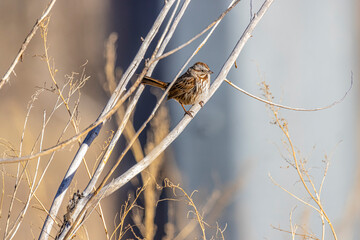 USA, Colorado, Ft. Collins. Adult song sparrow in tree.