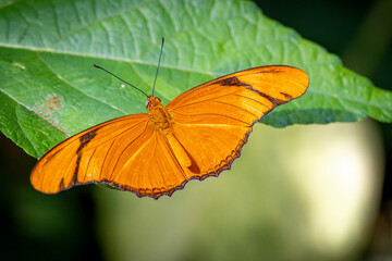 USA, Colorado, Fort Collins. Julia butterfly close-up