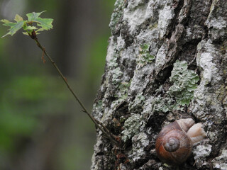 small brown snail climbing on a tree
