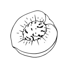 Botanical linear sketch of a piece, slice of peach.Vector graphics.