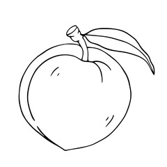 Botanical linear sketch of peach.Vector graphic.