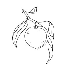 Botanical linear sketch of peach.Vector graphic.