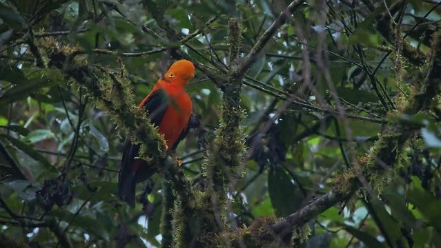 Andean cock-of-the-rock (Rupicola peruvianus), also tunki (Quechua), large passerine bird of the cotinga family native to Andean cloud forests in South America, national bird of Peru, flying away.
