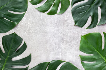 Tropical monstera leaves on gray concrete background. Natural frame for the presentation of products. Top view, selective focus, copy space - obrazy, fototapety, plakaty