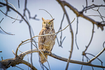USA, Colorado, Windsor. Great horned owl in tree.