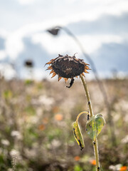 Verwelkte Sonnenblumen auf dem Feld