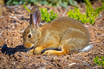 Naklejka na ściany i meble USA, Colorado, Fort Collins. Eastern cottontail rabbit close-up.