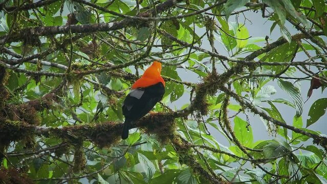 Andean cock-of-the-rock (Rupicola peruvianus), also tunki (Quechua), large passerine bird of the cotinga family native to Andean cloud forests in South America, national bird of Peru, flying away.