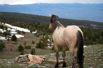 Buckskin wild horse stallion of spanish descent looking over Sykes ridge in the Pryor mountains in...
