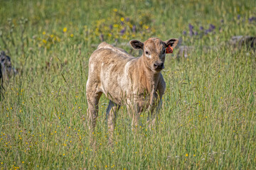 USA, Colorado, Cameron Pass. Close-up of black baldy calf.