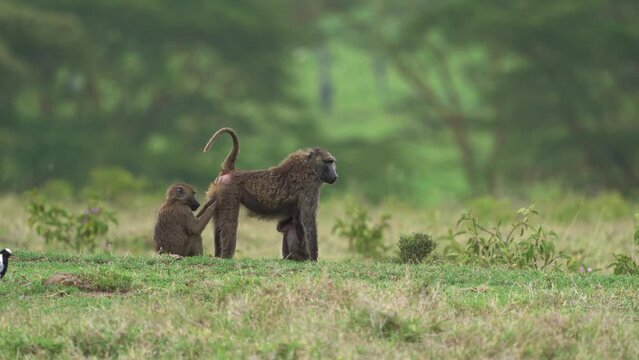 Olive Baboon Papio anubis also Anubis baboon, Old World monkey from Africa, life of the herd, small baby sucks milk from mother, cleaning her, playing on the grass in Hells Gate, run away.