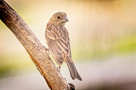 USA, Colorado, Fort Collins. Female House Finch On Limb.