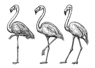 Flamingo sketch. Exotic tropical birds set. Isolated wildlife animals vector illustration in vintage engraving style