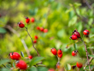 Hagebutten am Strauch