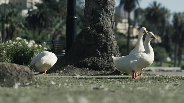 White Ducks In Echo Park