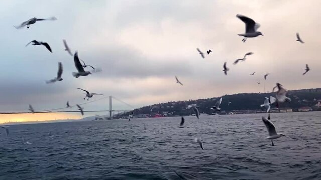 A flock of hungry seagulls. A flock of seagulls flies over the water in search of food. A flock of hungry seagulls against the sky. Seagulls in the Bosphorus