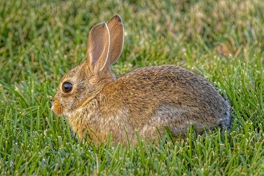 New Colorado Rabbit