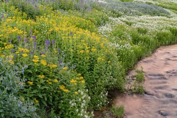Fototapeta na wymiar USA, Colorado. Mountain wildflowers and stream.
