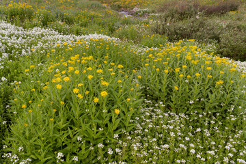 USA, Colorado. Mountain wildflowers and stream.