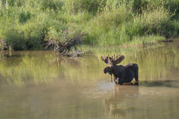 USA, Colorado, Gunnison National Forest. Bull moose feeds in beaver pond.