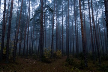 forest in the fog
