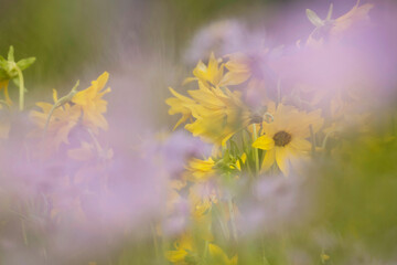 USA, Colorado, Gunnison National Forest. Mule-ears and aster flowers abstract.