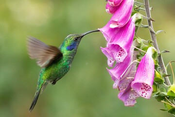 Closeup of a cute little green hummingbird picking at wet pink flowers with its long beak © Jalil2/Wirestock Creators
