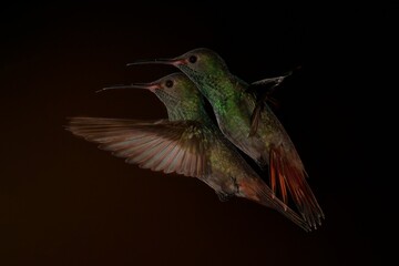 Pair of cute little green hummingbids mating on a dark brown and black background