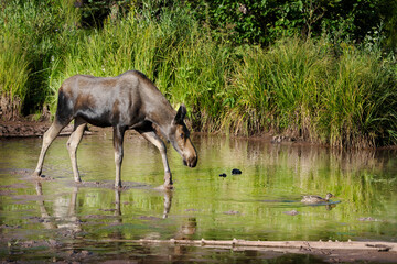 USA, Colorado, Gunnison National Forest. Cow moose follows female mallard duck in pond.