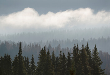 USA, Colorado, Uncompahgre National Forest. Morning fog over forest.
