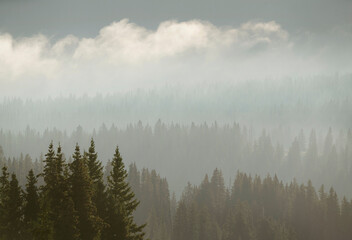 USA, Colorado, Uncompahgre National Forest. Morning fog over forest.