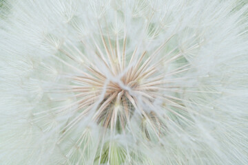 USA, Colorado, Gunnison National Forest. Western salsify seedhead close-up.