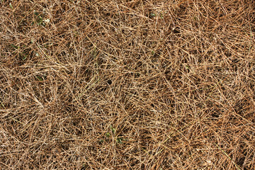 Natural background of dry pine needles