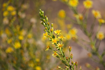 Close up of yellow flowers in the field. Dittrichia Viscosa