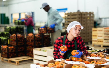 Young farmer woman working at a vegetable depot inspects freshly picked tomatoes, putting them in a...