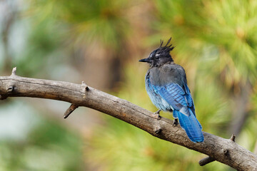 USA, Colorado, Pike National Forest. Steller's jay on limb.
