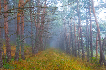 wet pine forest in dense blue mist, natural autumn forest scene