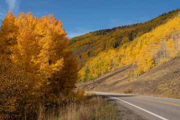 Fototapeta na wymiar USA, Colorado, Uncompahgre National Forest. Road through aspen forest in autumn.