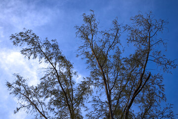 top of the trees with a blue sky background