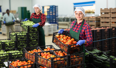 Women stack crates of ripe tomatoes in vegetable factory warehouse