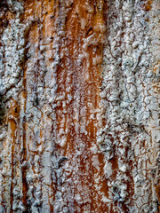 Baumharz an einer Fichte