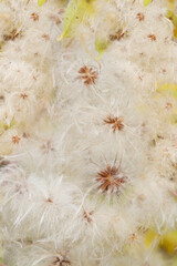 USA, Colorado, Uncompahgre National Forest. Seedheads of clematis plant.