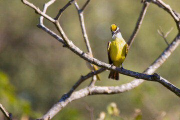 Fototapeta premium yellow crowned bird