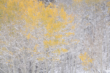 USA, Colorado, Uncompahgre National Forest. Aspens after autumn snowstorm.