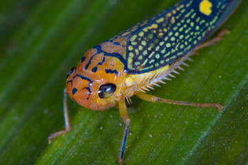 bug on a leaf